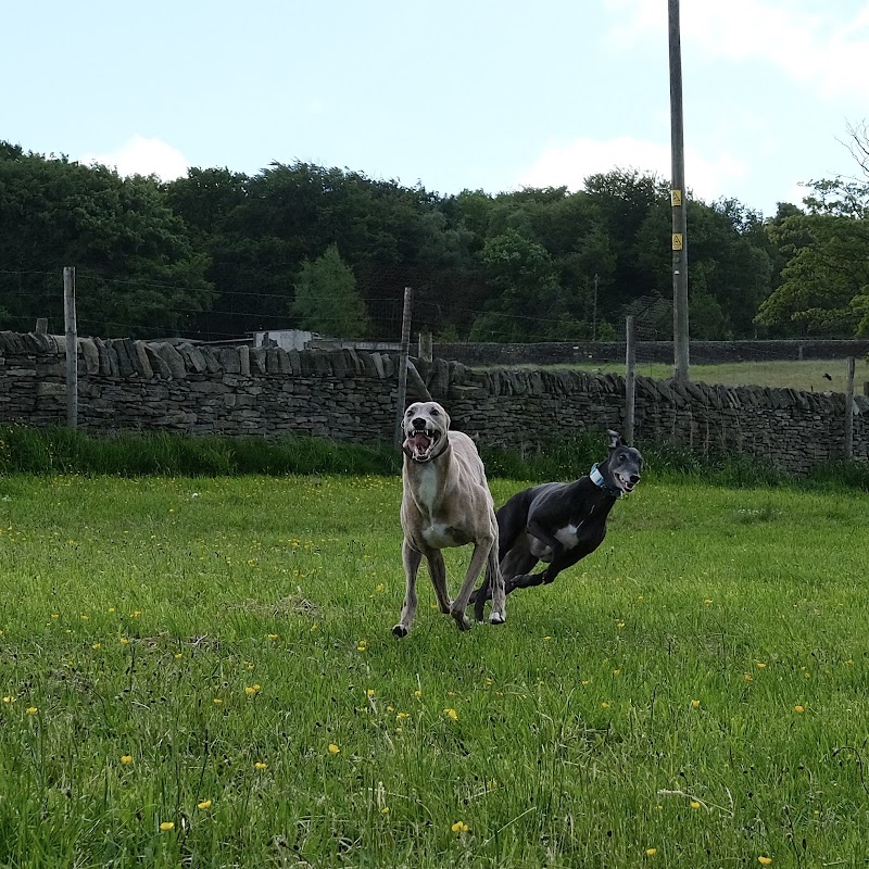 Barklands Secure Dog Walking