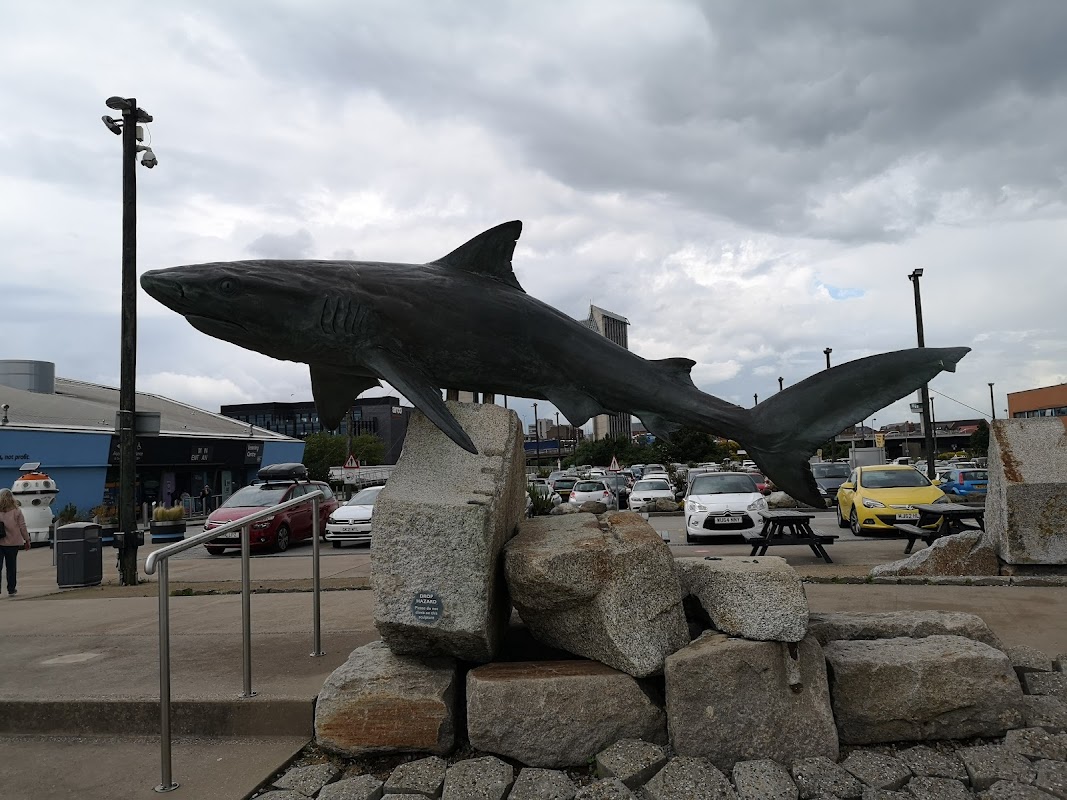 Bronze shark sculpture on rocks, with parked cars and buildings in the background under a cloudy sky.