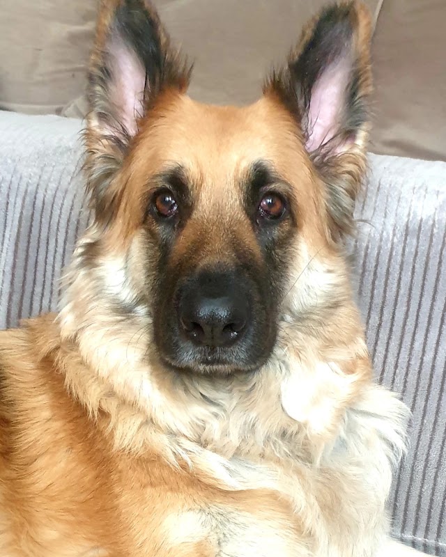 Vets for Pets - Hull Anlaby - Vets in hull