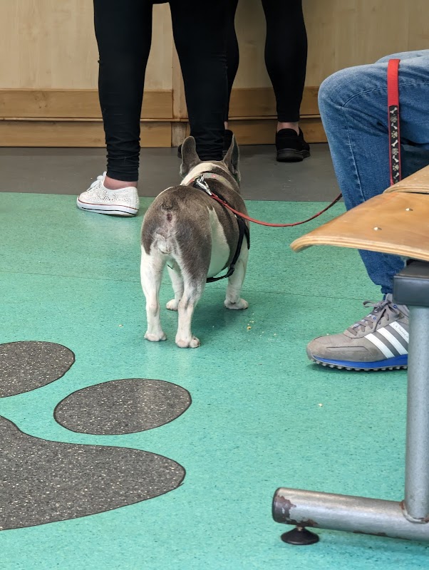 Vets4Pets - Hull