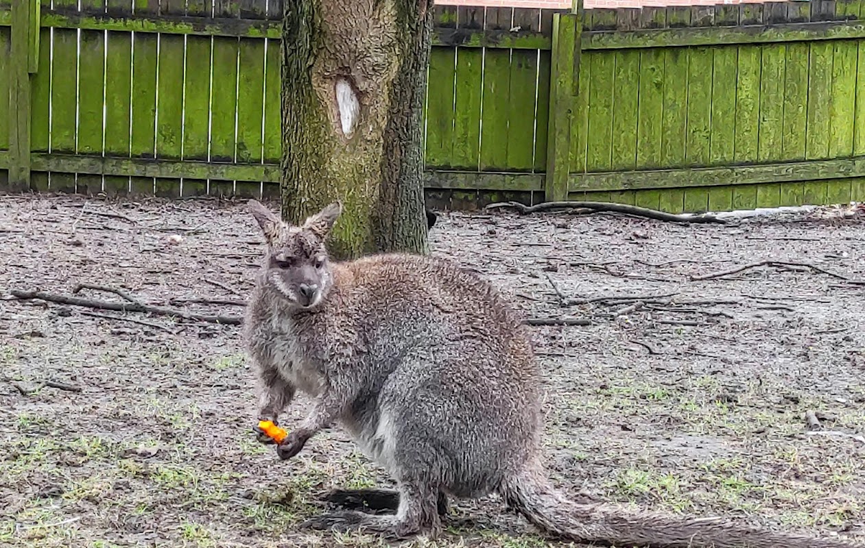 West Park Aviaries