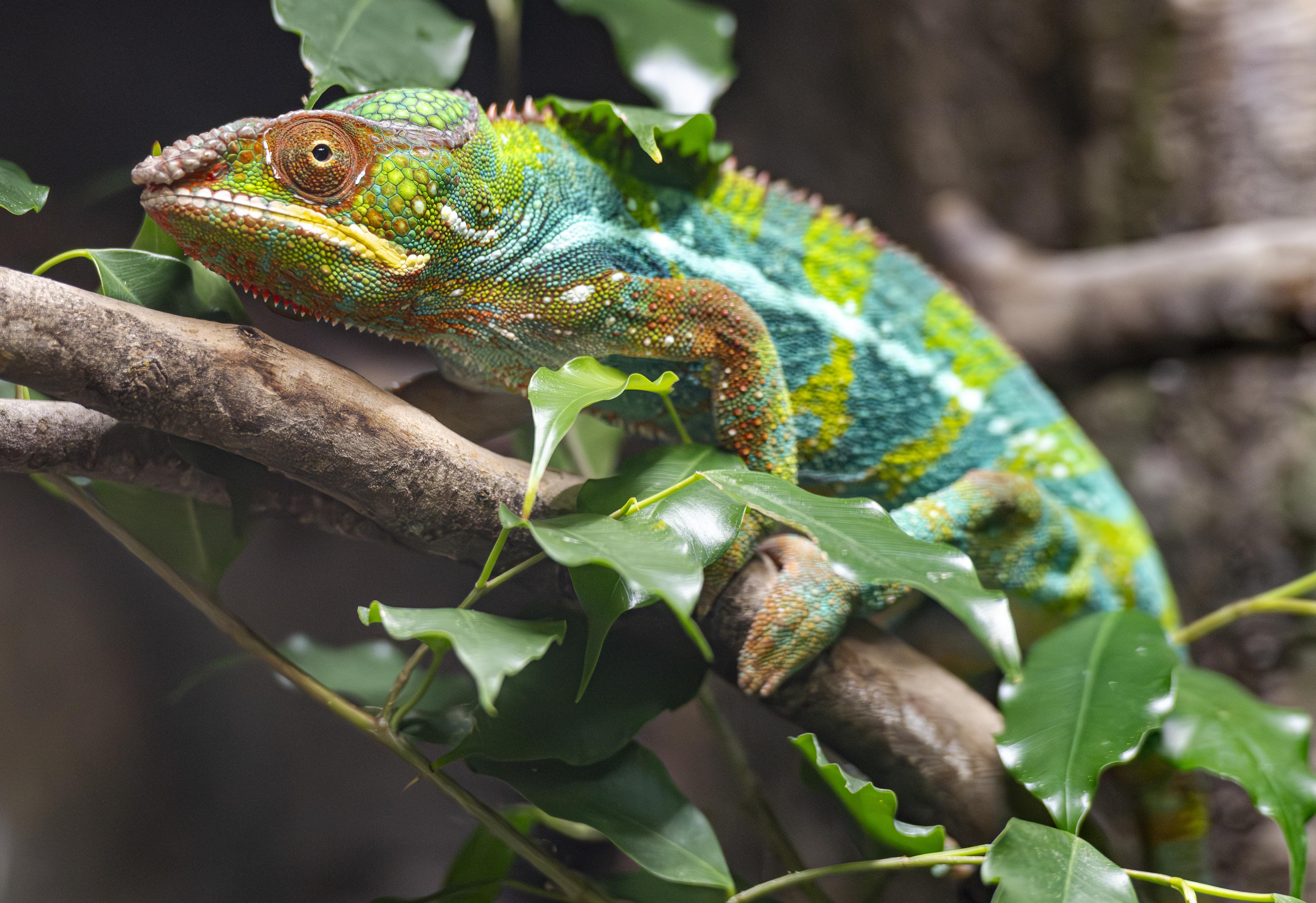 Colourful chameleon perched on a branch surrounded by lush green leaves