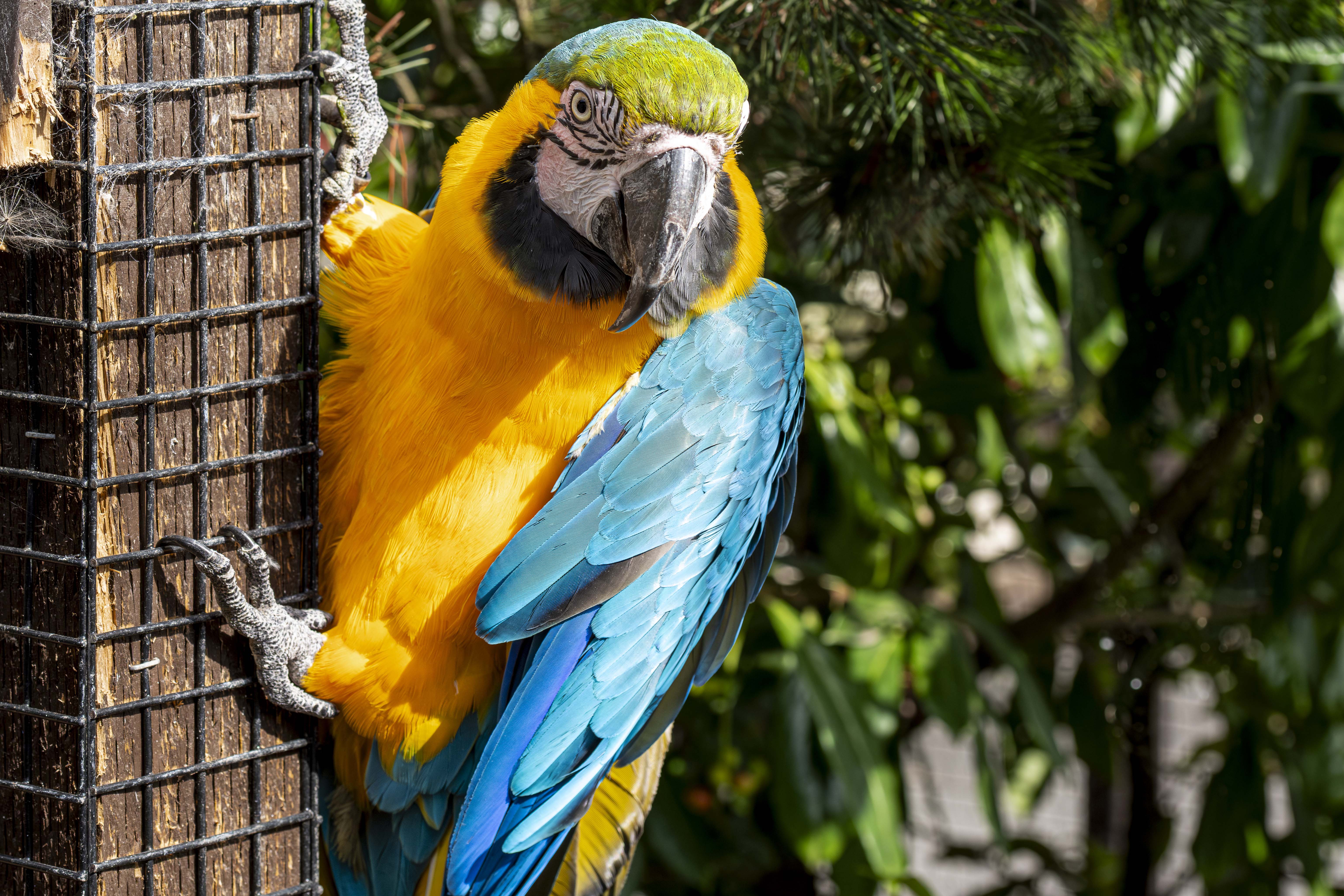 Vibrant blue and yellow macaw perched on a branch in lush greenery