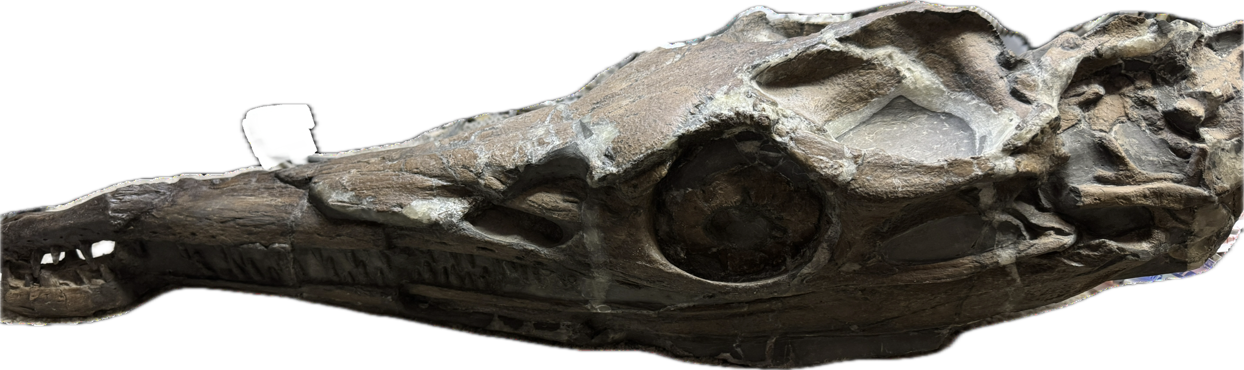 Metriorhynchus skull with detailed bone structure on display
