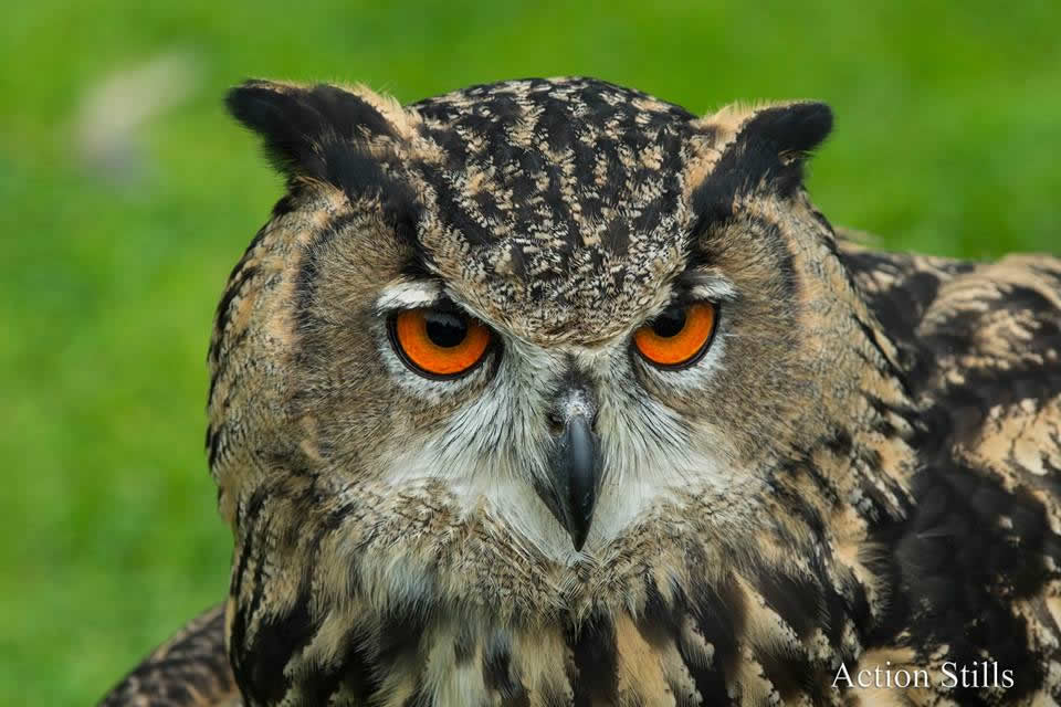 Joe’s Owl Encounters & Exotic Mobile Zoo