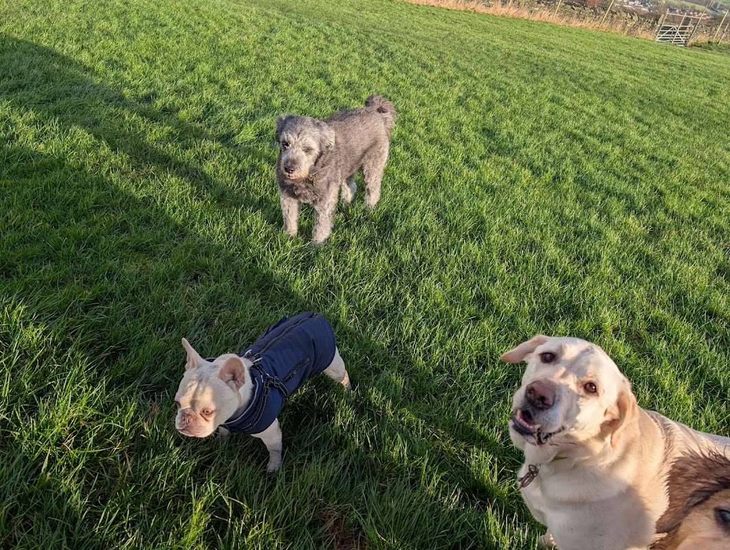 Currer Laithe Dog Park