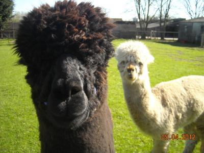 Larks Edge Alpacas