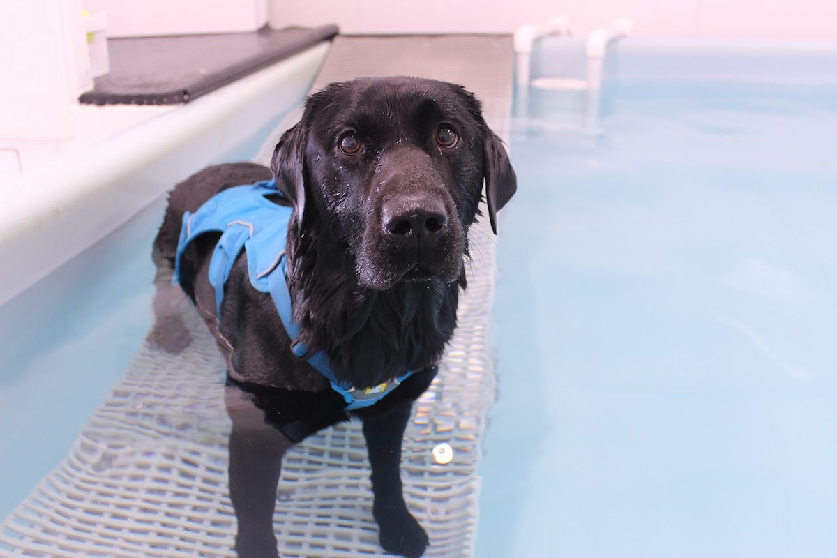 Northern Canine Therapy Centre