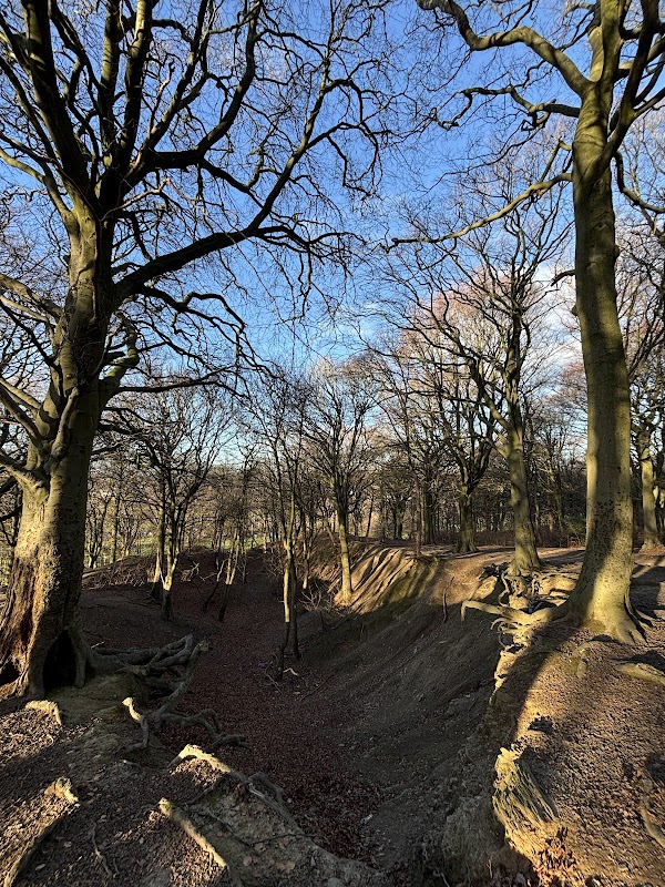 Hagg Wood