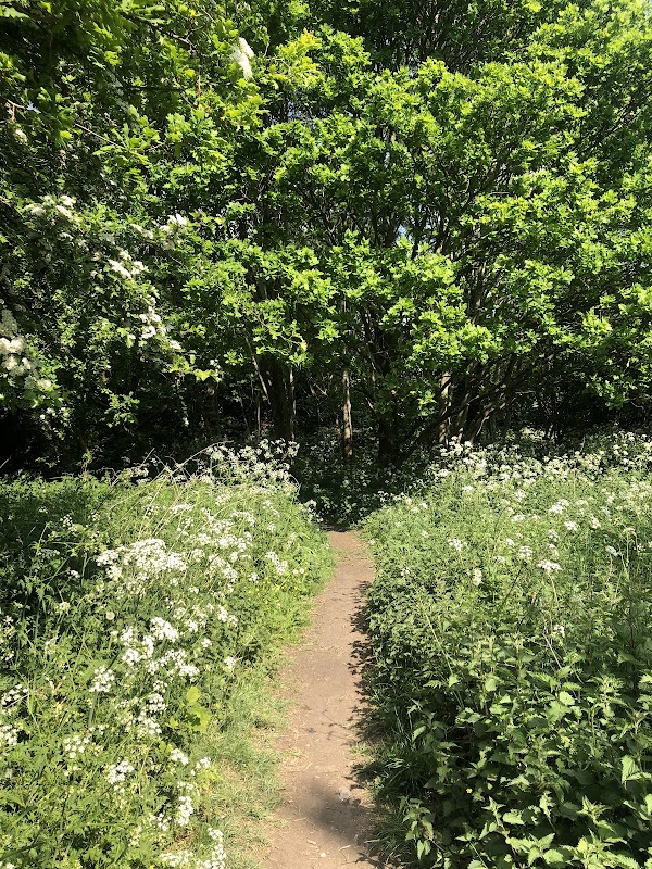 Quarry Woods