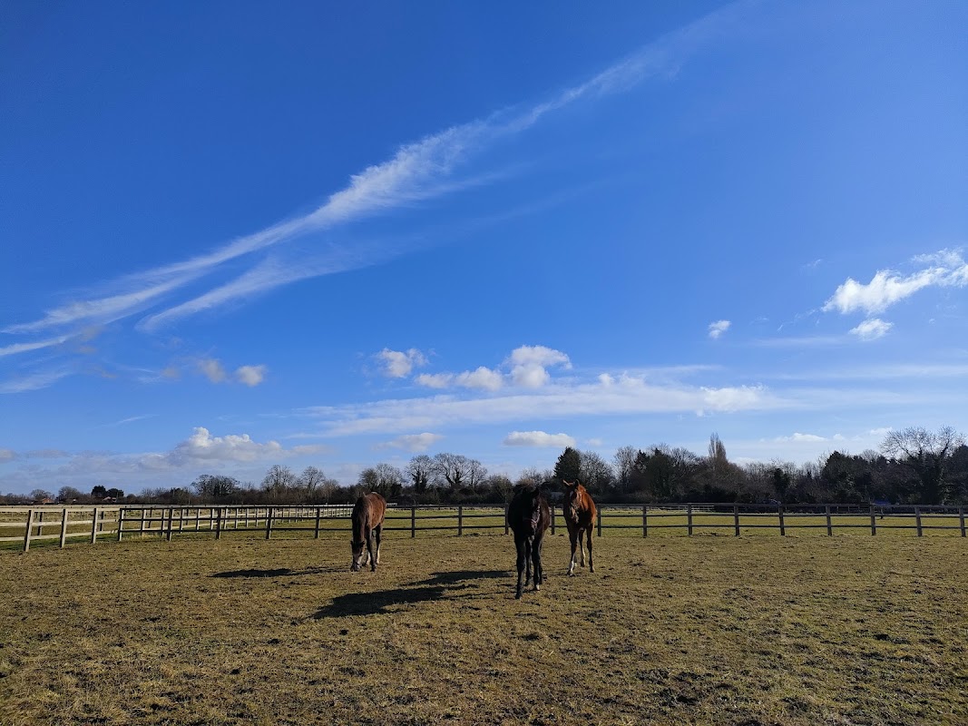 Two horses grazing in a grassy field under a bright blue sky with scattered clouds and wooden fencing.