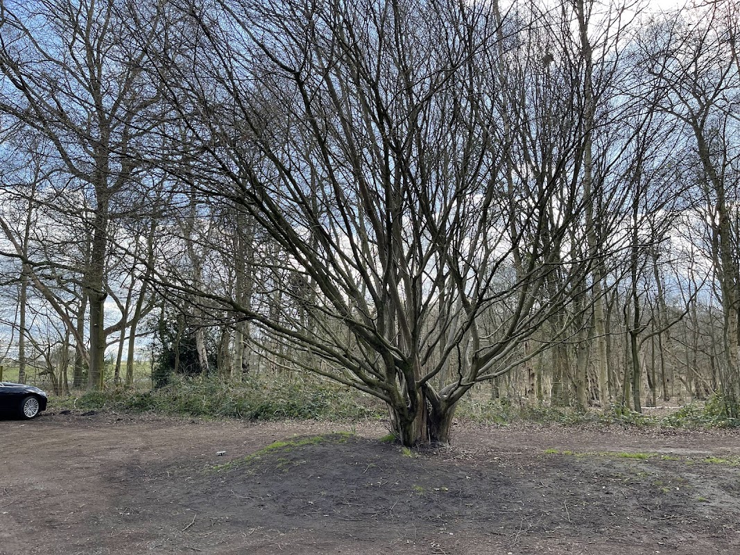 A large, bare tree stands in a gravel car park surrounded by sparse woodland and a cloudy sky.