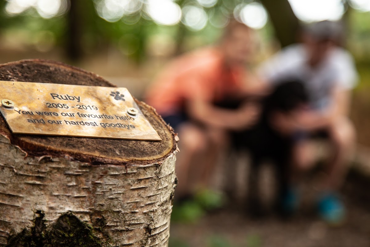 The Wild Wood - Cemeteries in nostell