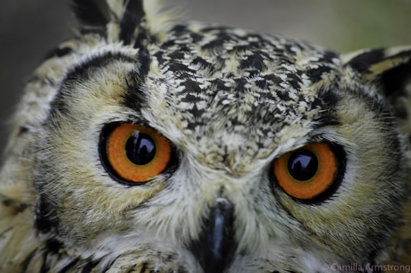 Owl Adventures