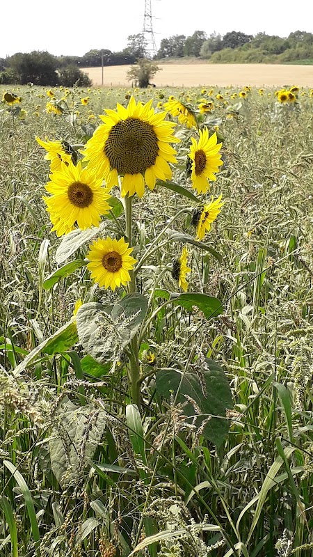Sunflowers Day Nursery