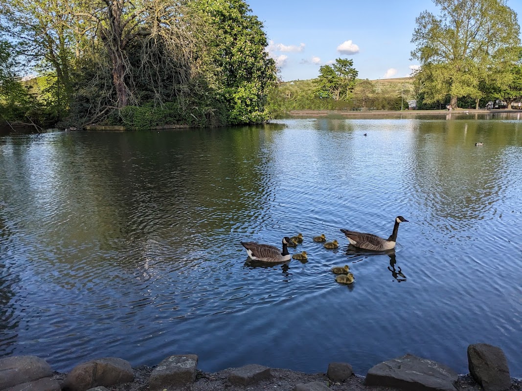 Ducks and ducklings swim in a serene lake surrounded by lush greenery and trees under a clear blue sky.
