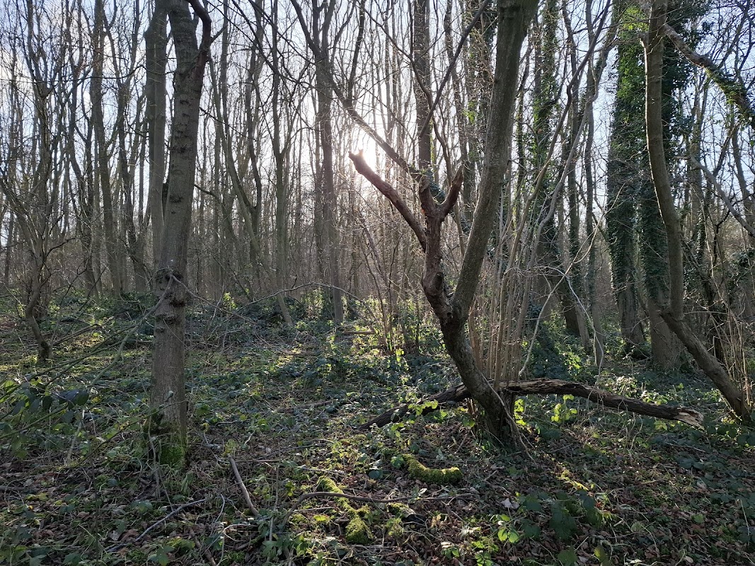Birkham Woods