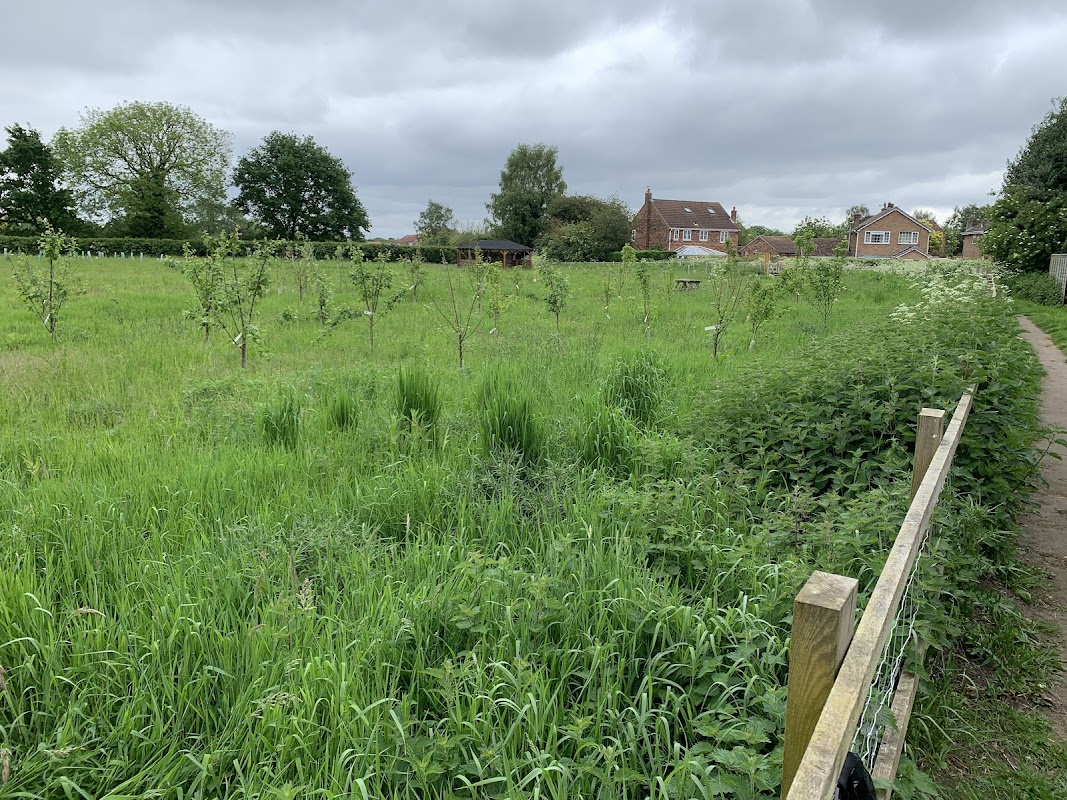 Riccall Wood Meadow