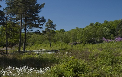 Roberts Park - Garden in bradford