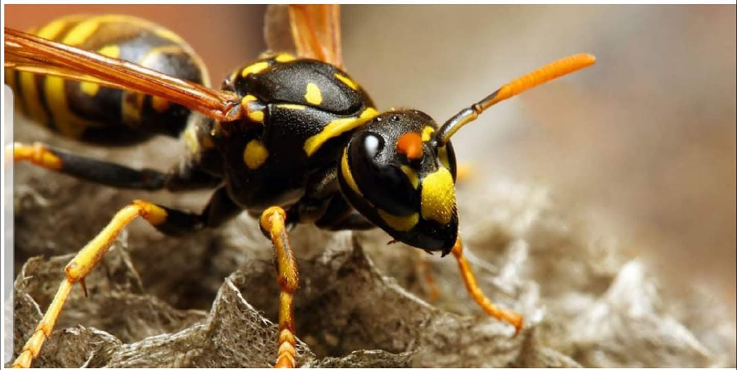 M24 Pest Control ltd Manchester pest control services - A Pest Control ...