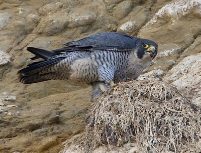 RSPB Seabird Cruises