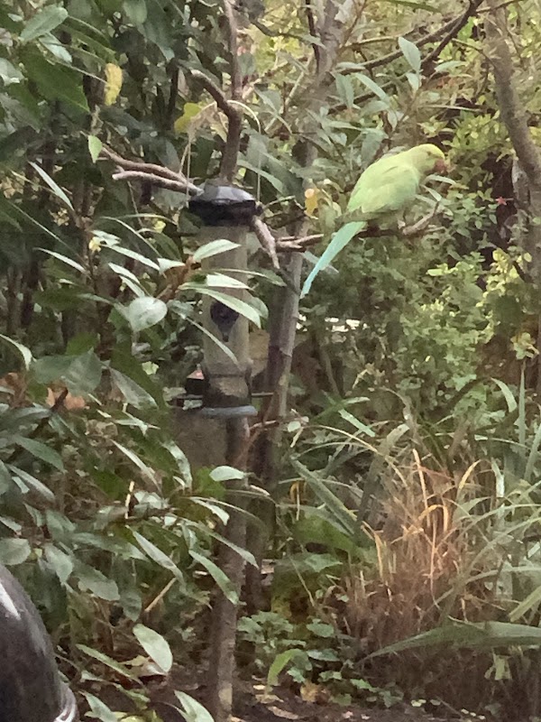Parakeet Point