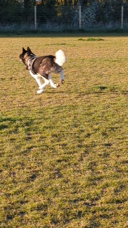 Skirlaugh secure dog walking field