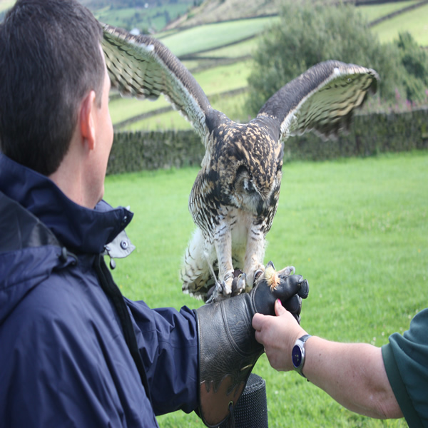 SMJ Falconry