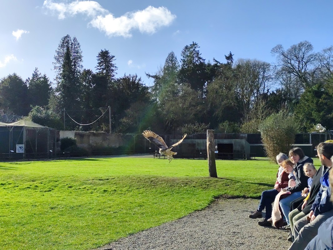 The Falcons of Thorp Perrow