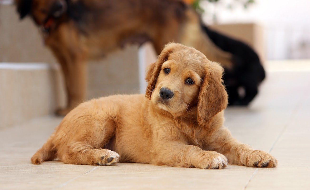 Stokesley Veterinary Practice