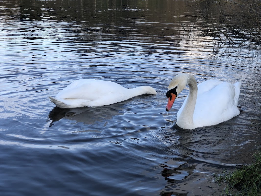 Bowesfield Marsh