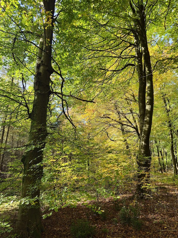 Timble woods