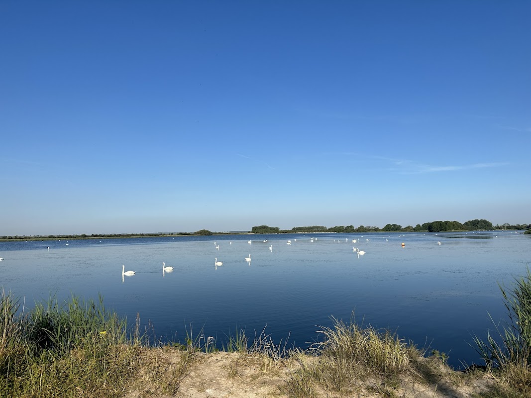 Serene lake scene with swans gliding on the water, surrounded by lush greenery under a clear blue sky.