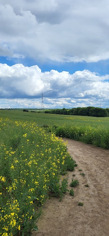 Wickersley Woods