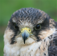 York Bird of Prey Centre