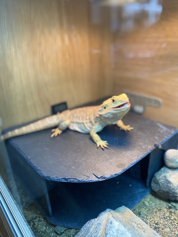 A bearded dragon resting on a slate platform inside a glass enclosure, surrounded by rocks and wood.