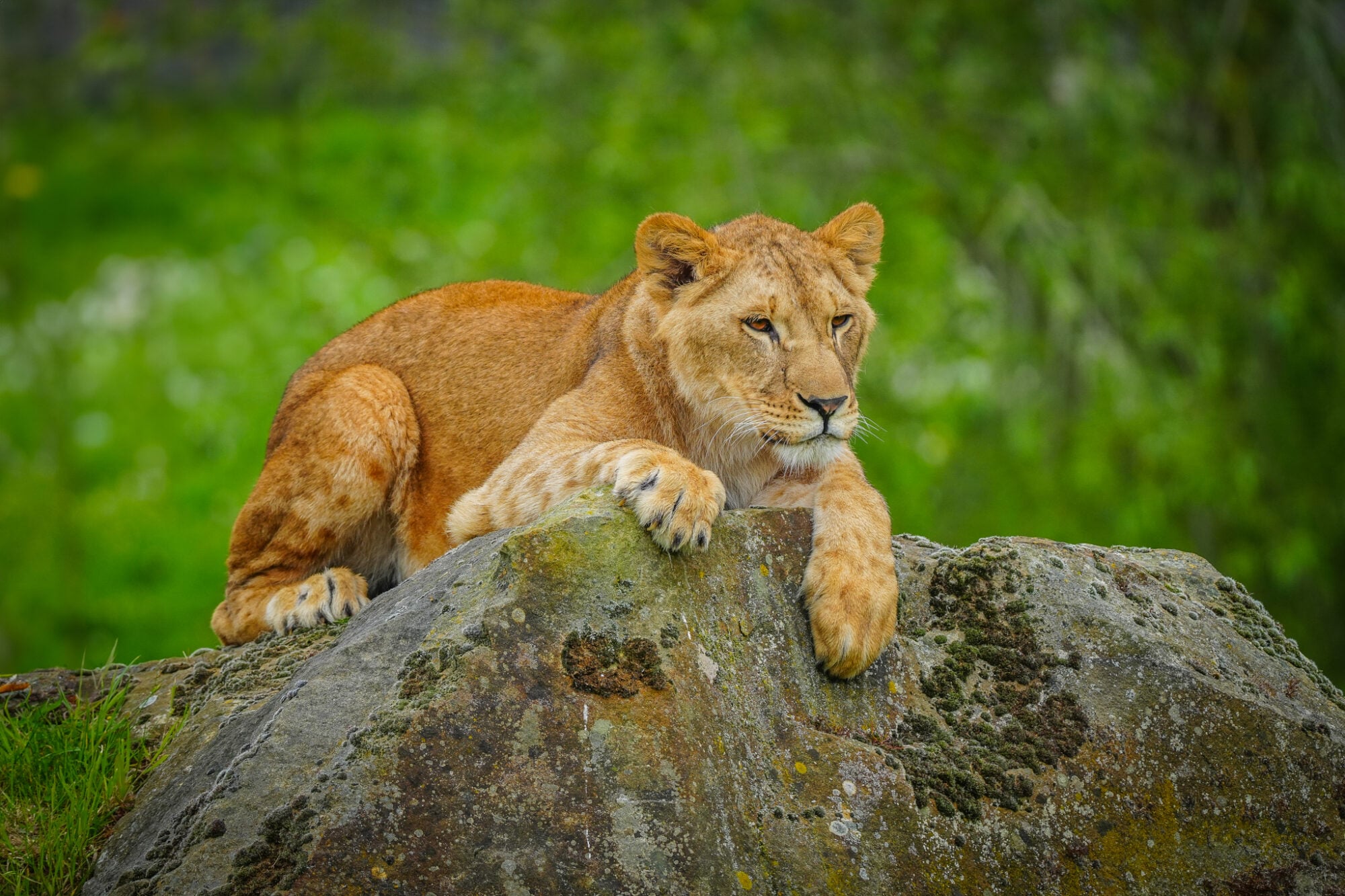 Lion at YWP||||||||||
