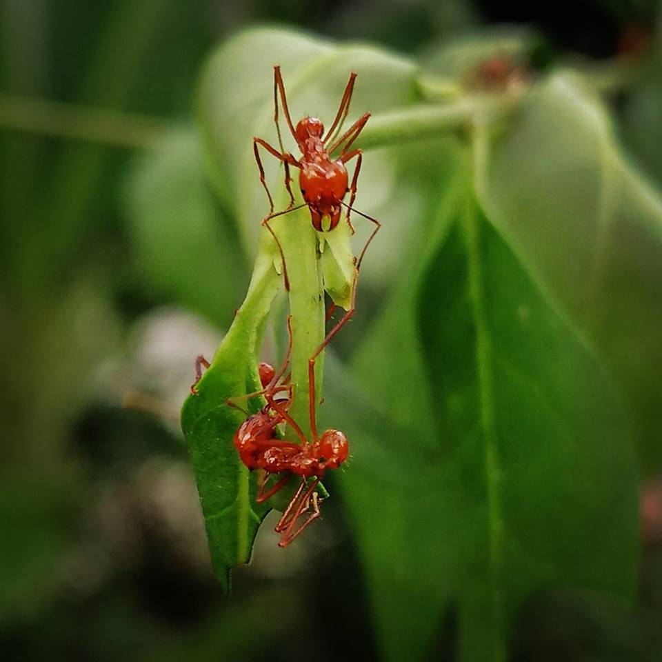 Bugtopia Hornsea Image 2
