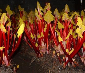 E.Oldroyd & Sons Forced Rhubarb Shed Image 2