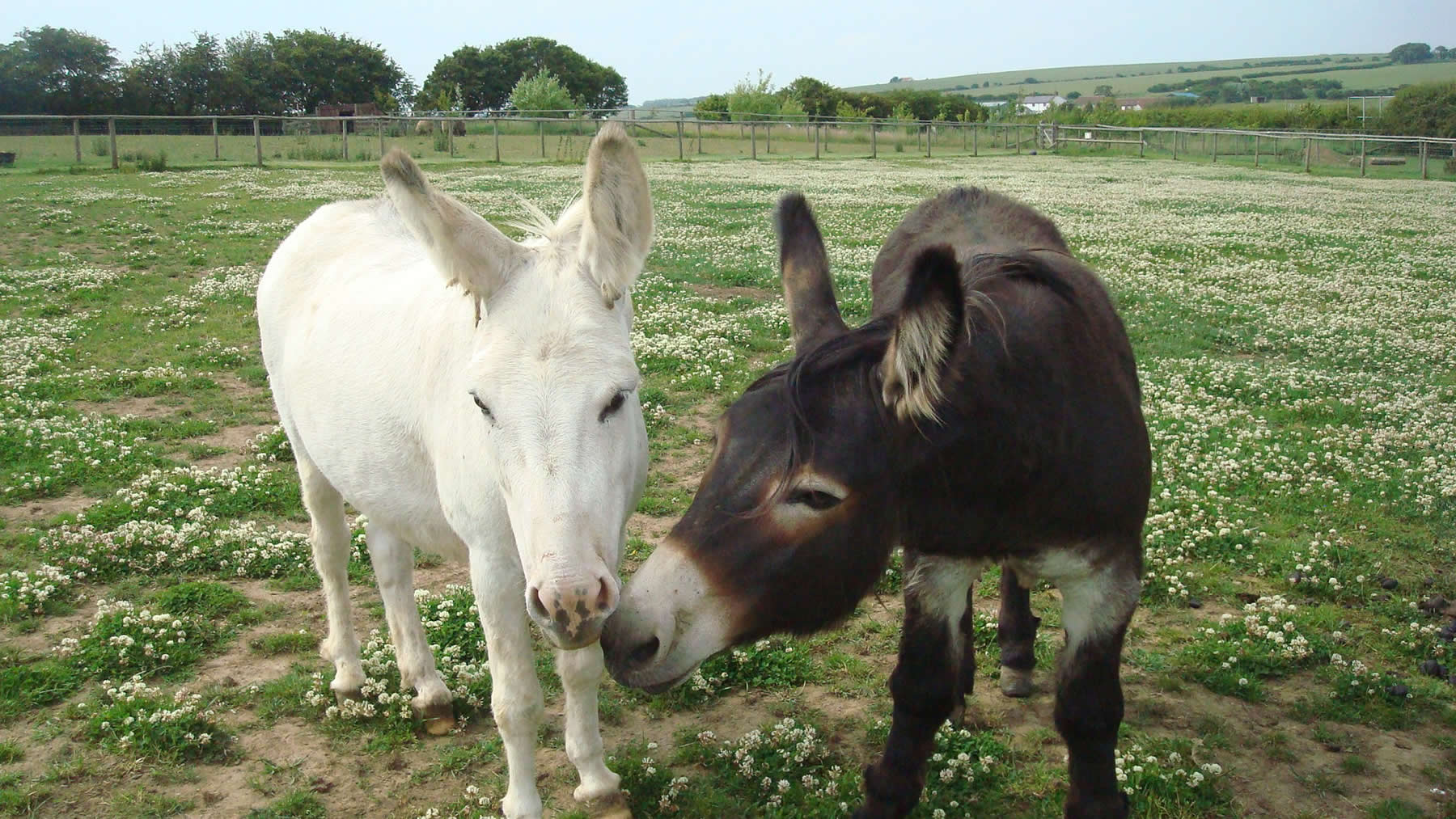 Visit Filey Bird Garden and Animal Park Image 5