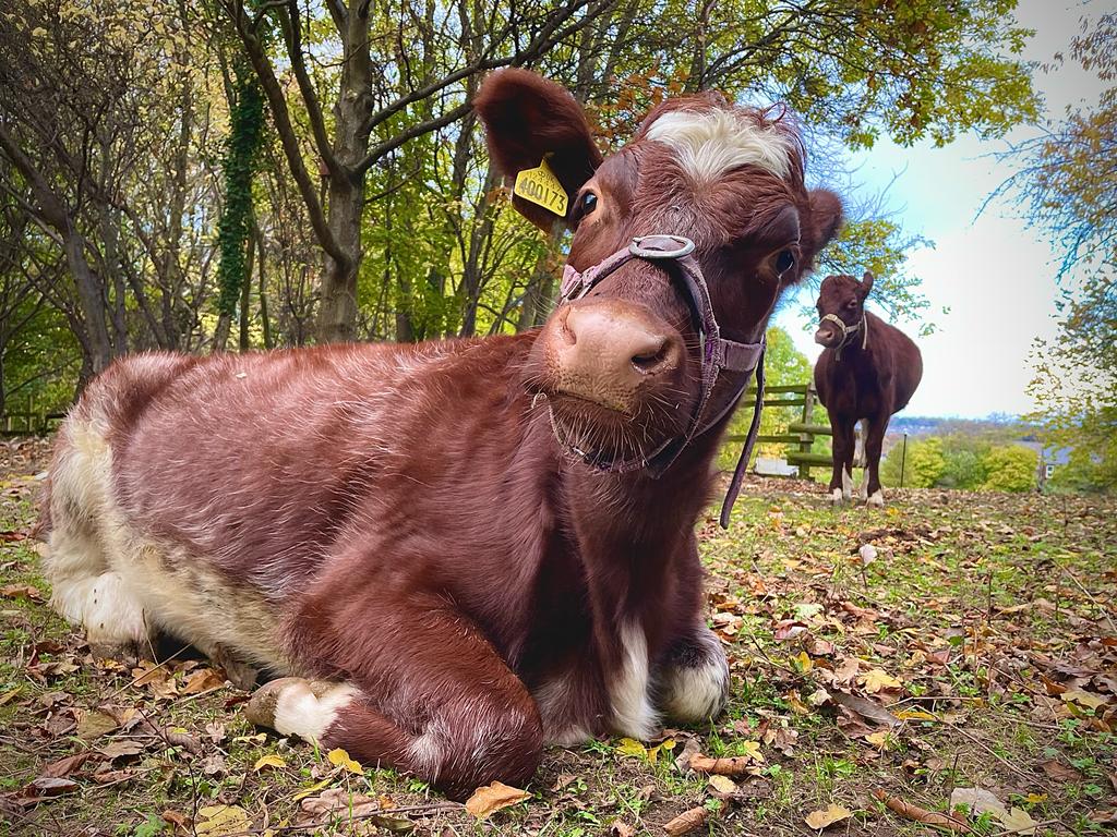 Heeley City Farm Image 5