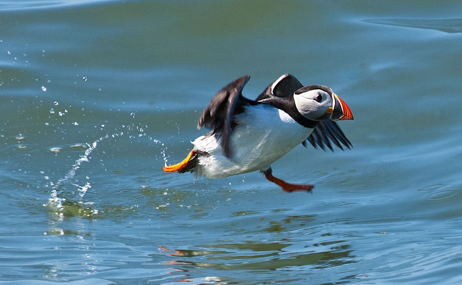 RSPB Bempton Cliffs Image 4