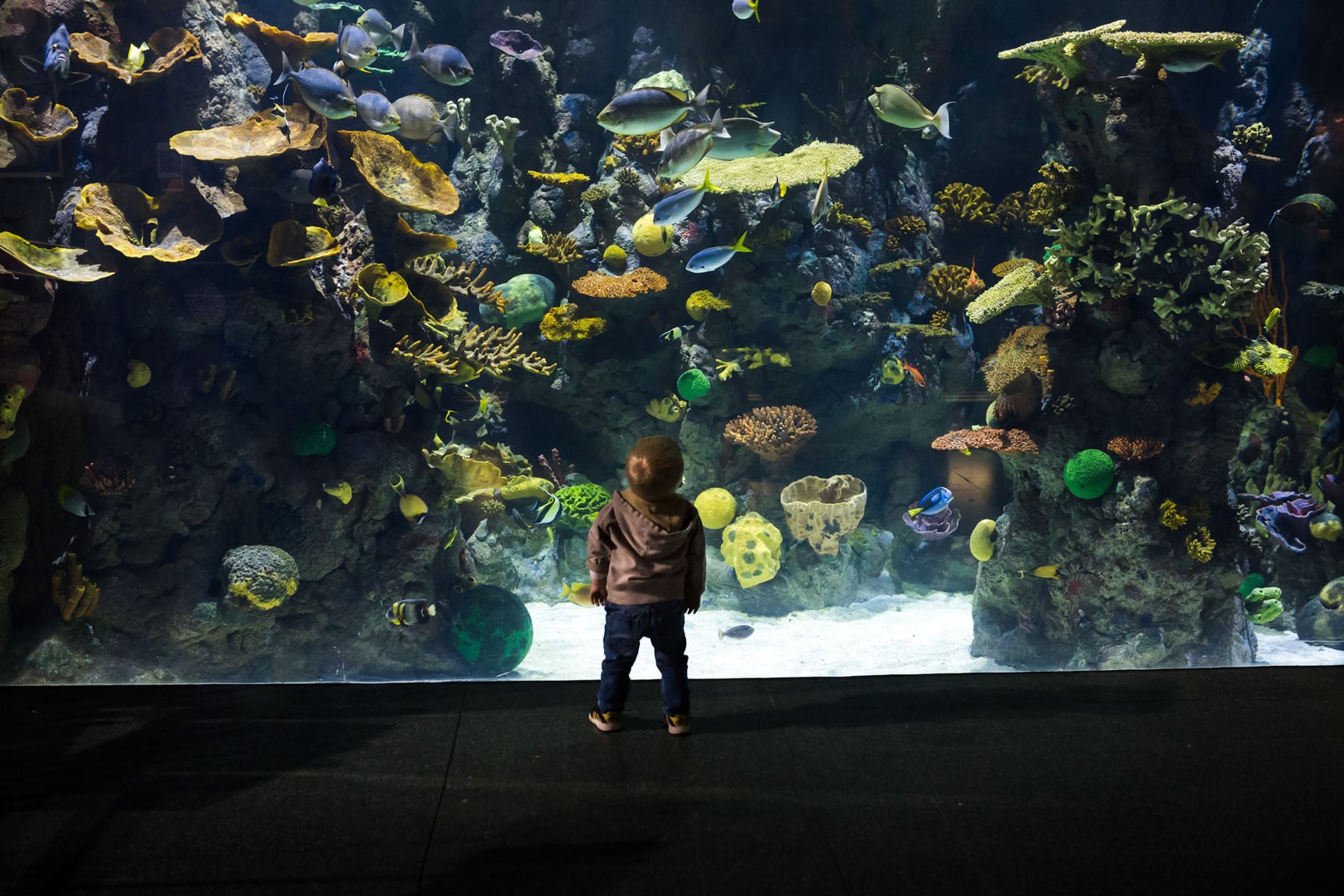 The Deep Image 1