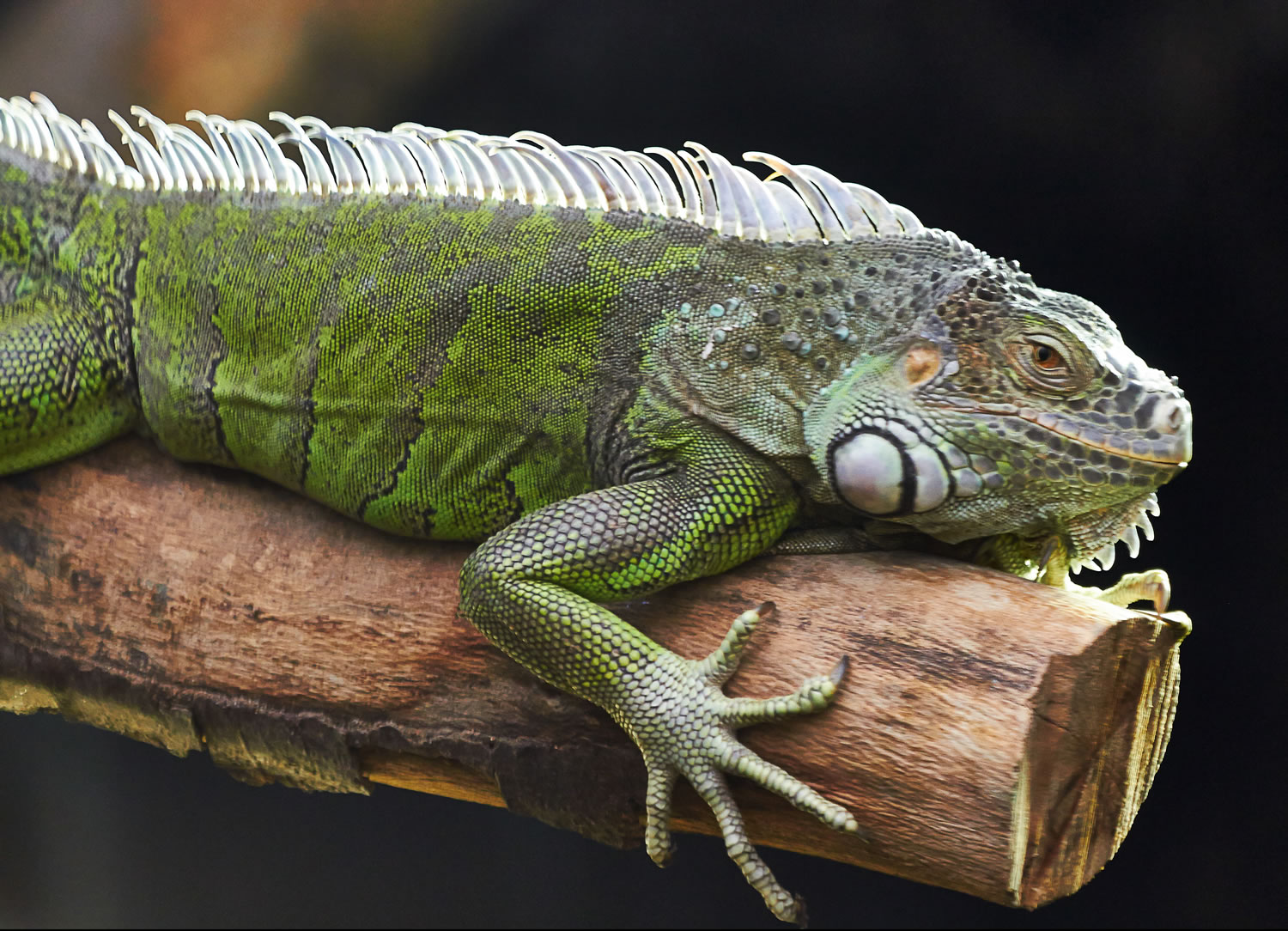 Tropical World at Roundhay Park Image 3