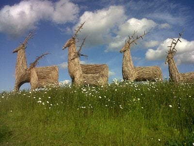 Wolds Way Lavender Image 5