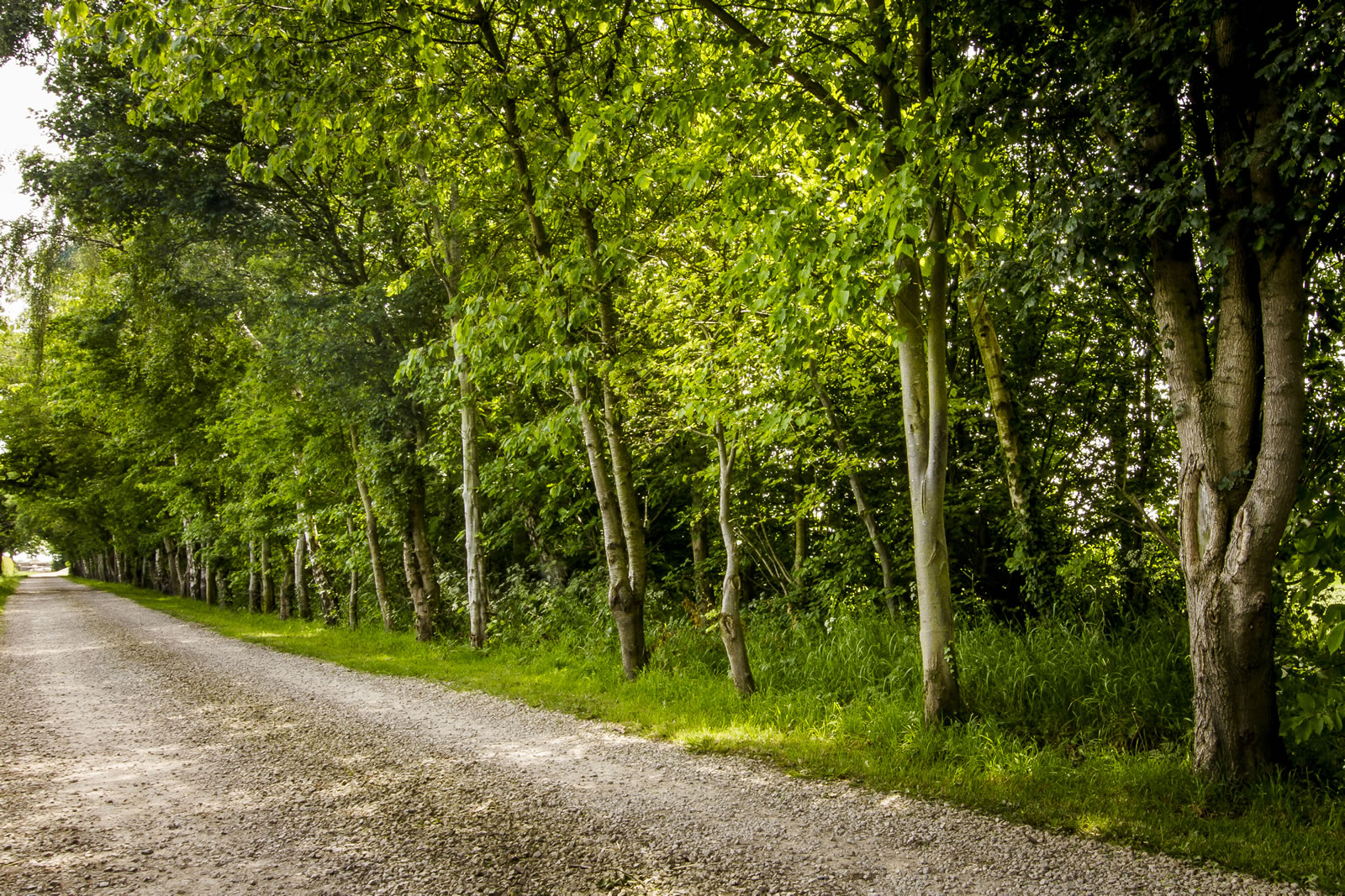 Yorkshire Heart Vineyard Image 3