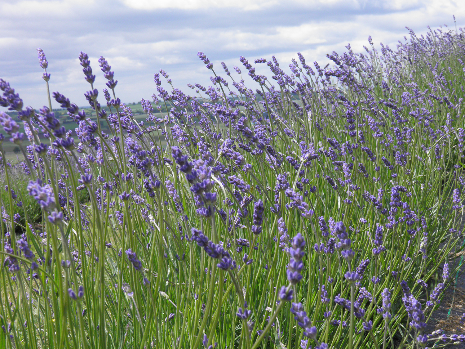 Yorkshire Lavender Image 2