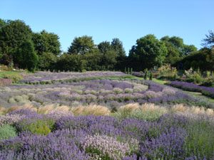 Yorkshire Lavender Image 3