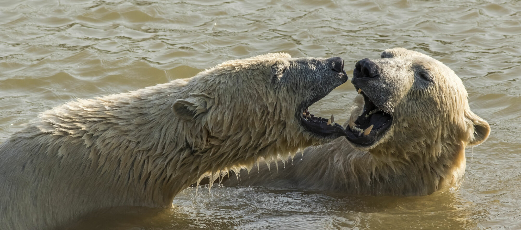 Visit Yorkshire Wildlife Park In Doncaster Image 12