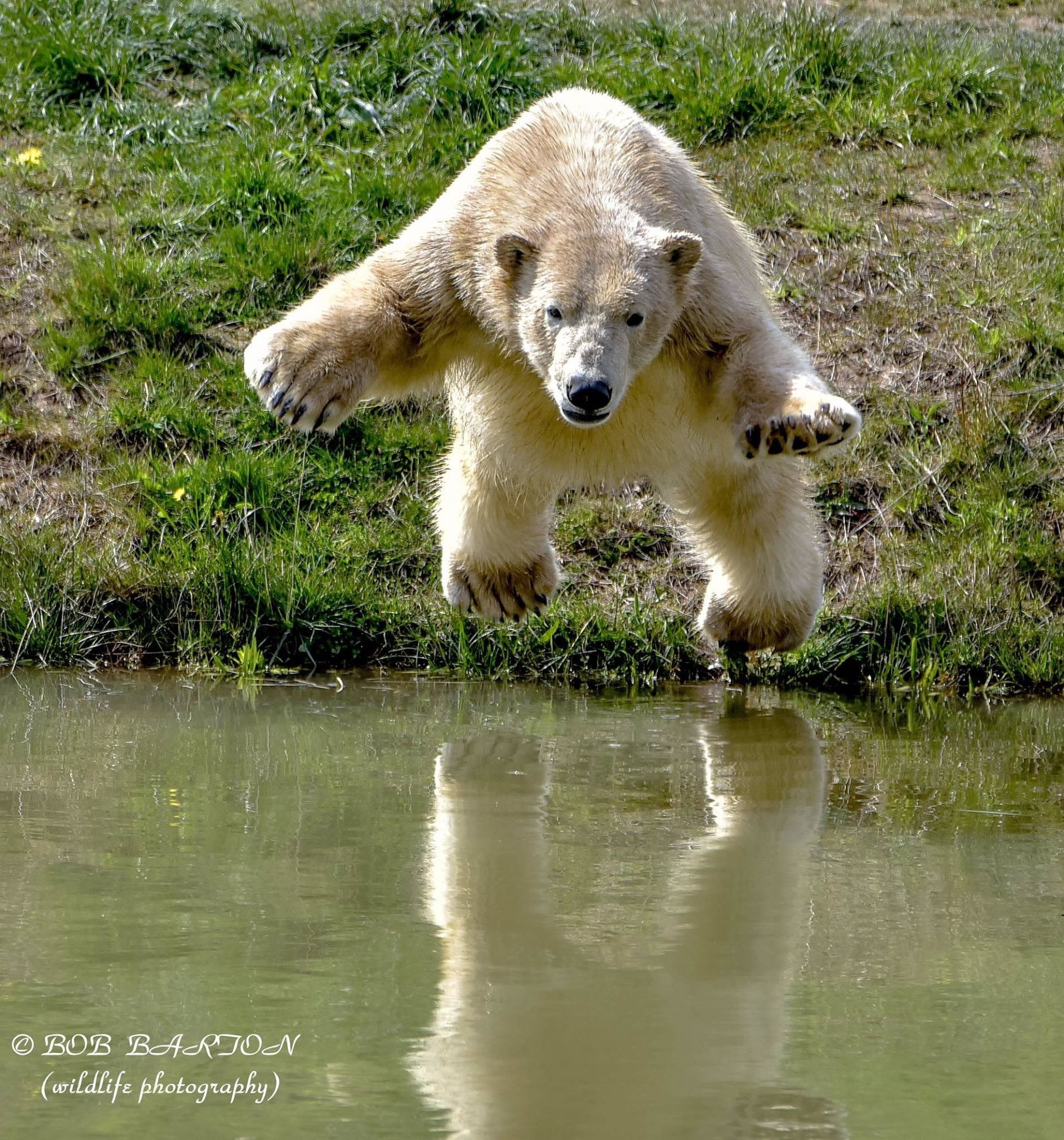 Visit Yorkshire Wildlife Park In Doncaster Image 9